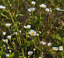 Rumian szlachetny Chamaemelum nobile (zdj.: Fotolia.com)