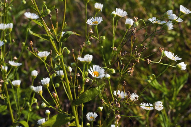Rumian szlachetny Chamaemelum nobile (zdj.: Fotolia.com)
