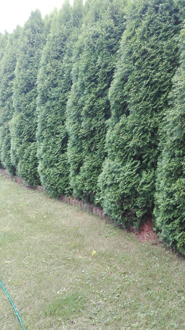 Rząd dużych tuj.