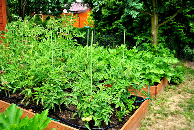 Są i warzywa na podwyższonych grządkach