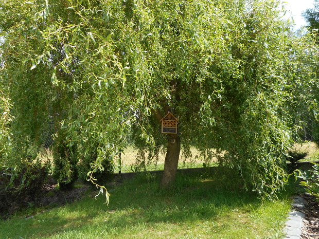 schronienie dla owadów