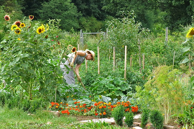 Sielska i zaraz po ziołowniku moja ukochana część ogrodu...tu wszystko zmienia się w zawrotnym tempie...marchew konkuruje z koprem, kukurydza z fasolą..rwetes pszczół i innych zapylarek, upał i motyka...praca jak modlitwa, jak mantra..tyle hałasu, tyle rw