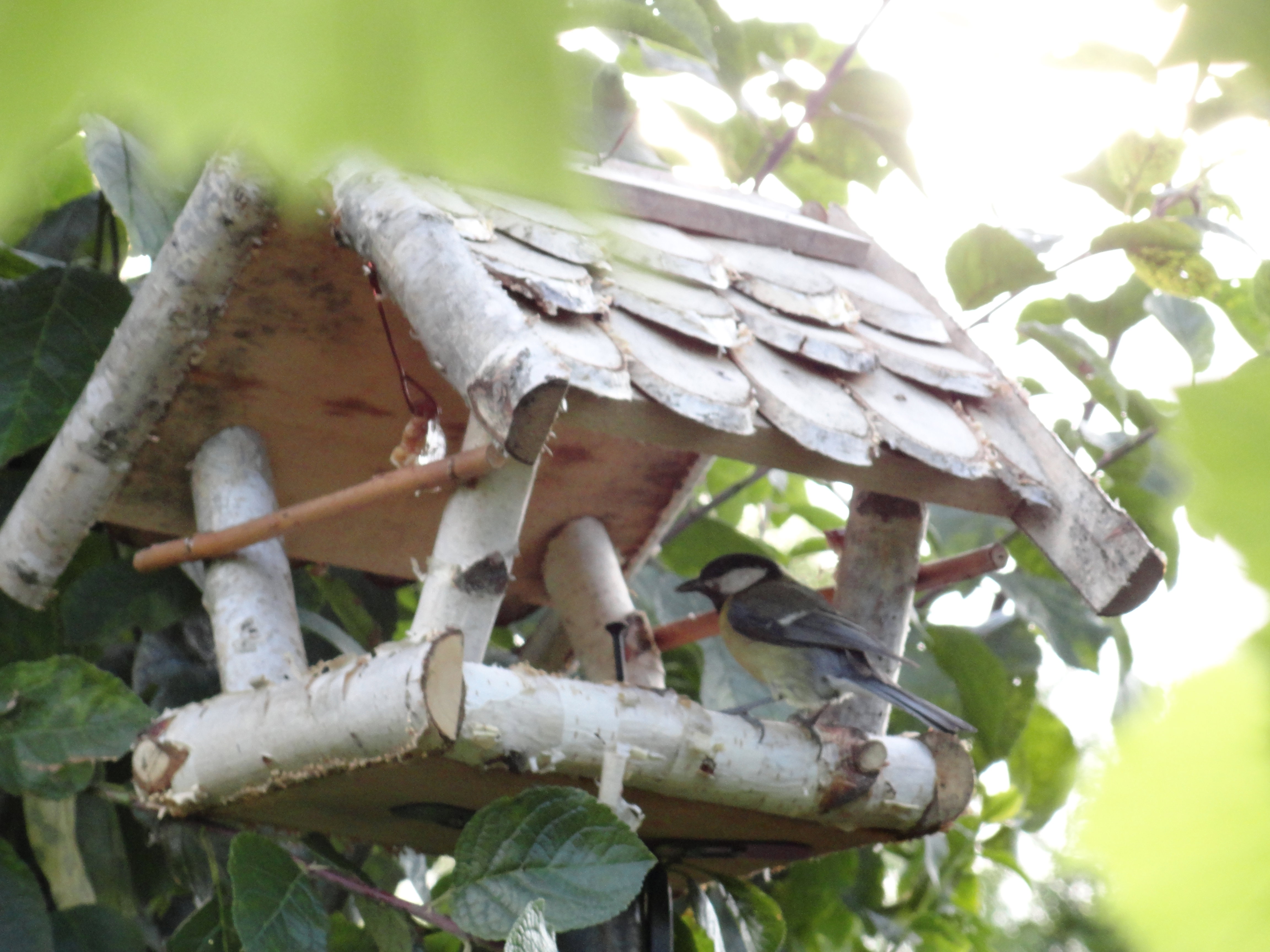 Sikorki zadomowiły się tu na dobre