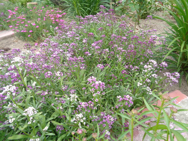 Smagliczka nadmorska