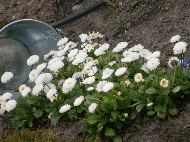 Stokrotki "niby mleko"