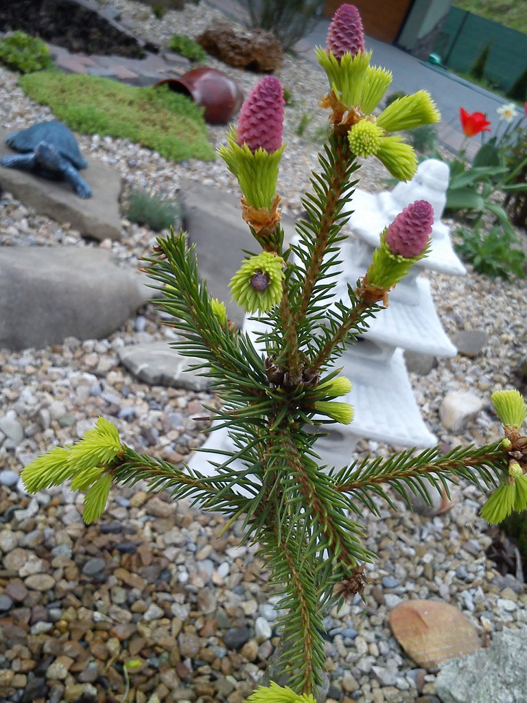 świerk pusch i jego szyszki