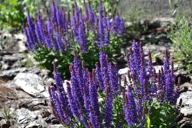 Szałwia omszona, króluje w moim ogrodzie.