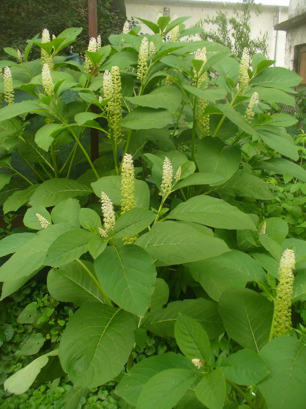 szkarłatka amerykańska- piękna ale w moim ogrodzie jest jak chwast(odziedziczony po poprzednim właścicielu)