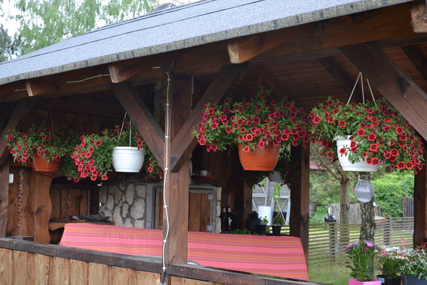 Te roślinki także sama wyhodowałam.