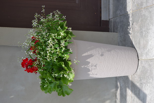 To moje wyhodowane rośliny balkonowe, tutaj pelargonia oraz euphorbia.