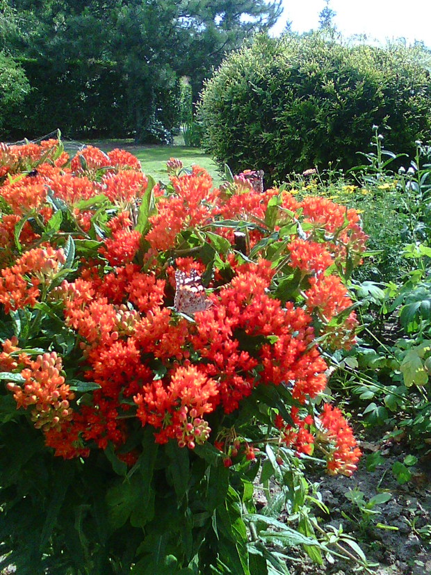 Trojeść bulwiastą uwielbiają motyle