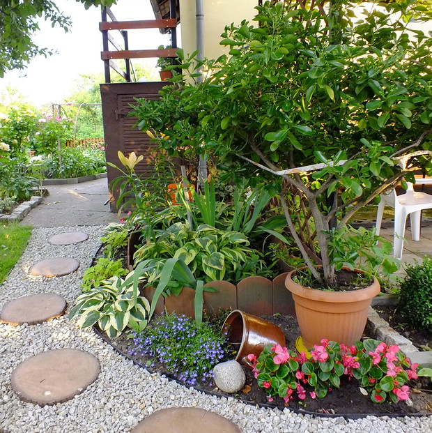 Trzmielina japońska-pamiątka po babci