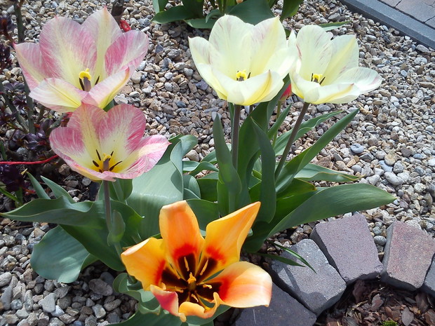 Tulipany botaniczne.