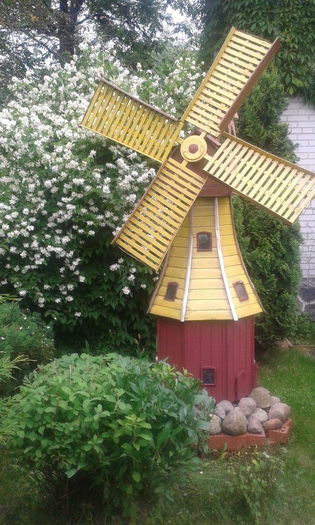 Tylny zakatek ogrodu czyli cudowny zolty wiatrak na tle pachnacego jasminowca.