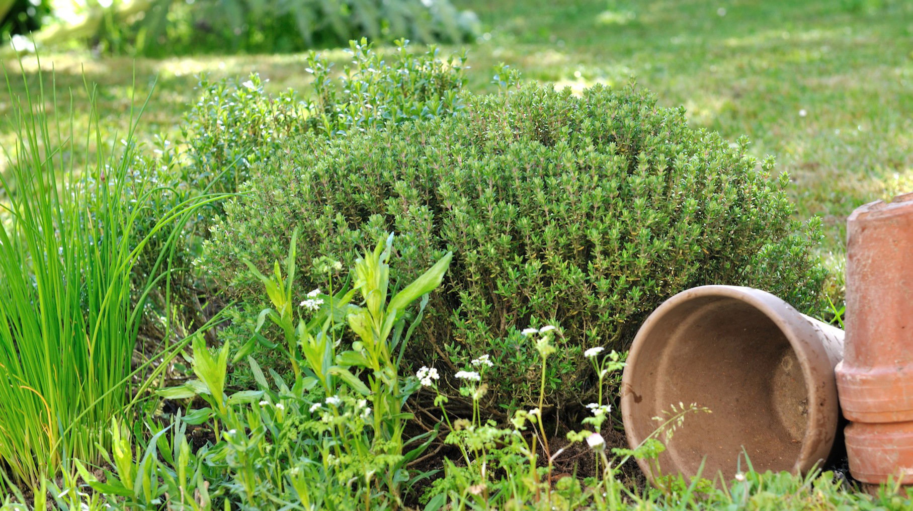 Tymianek na rabacie (zdj.: Fotolia.com)