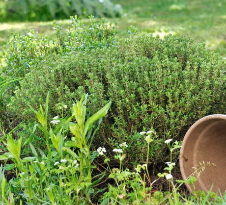 Tymianek na rabacie (zdj.: Fotolia.com)