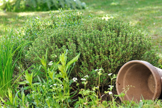 Tymianek na rabacie (zdj.: Fotolia.com)