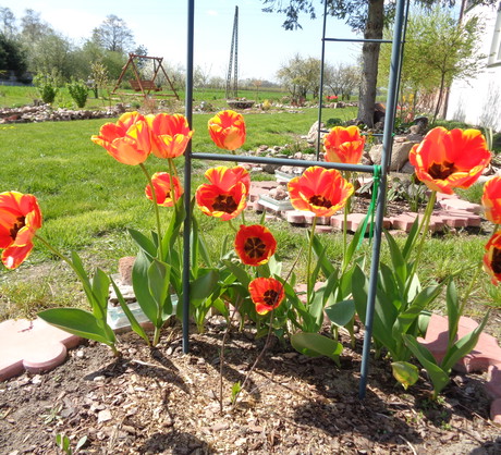 Urocze tulipany