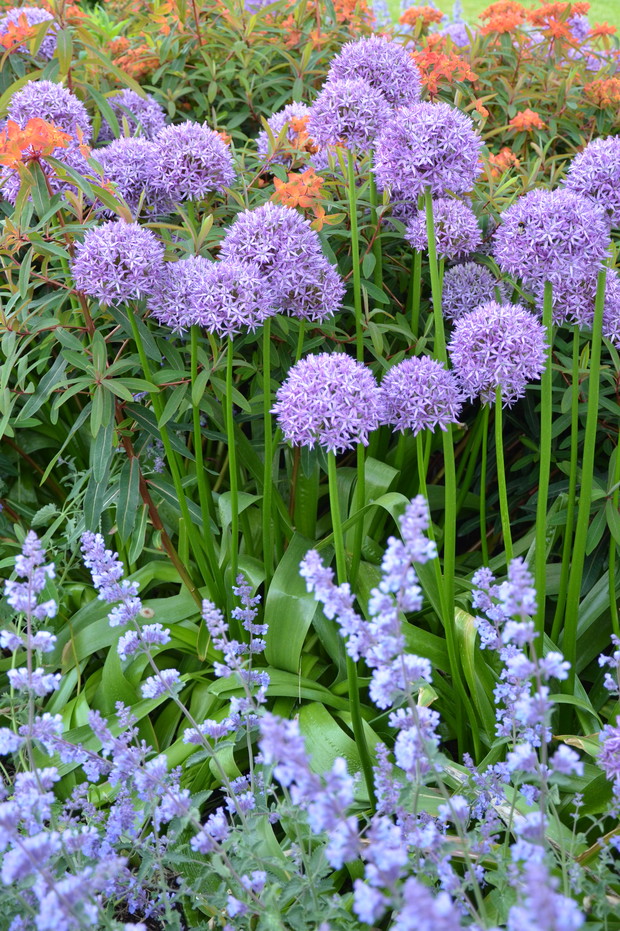 Uroczy czosnek góruje na każdej rabacie.

