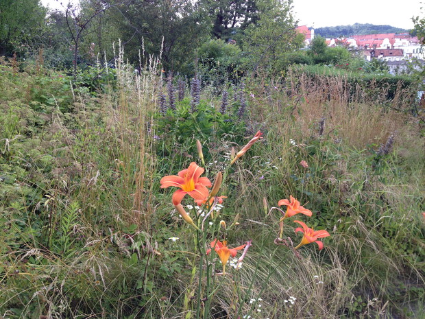 W gąszczu chwastów i niekoszonej od lat trawy liliowce walczyły o każdy promień słońca. Nasza działka w lipcu 2014 r. 