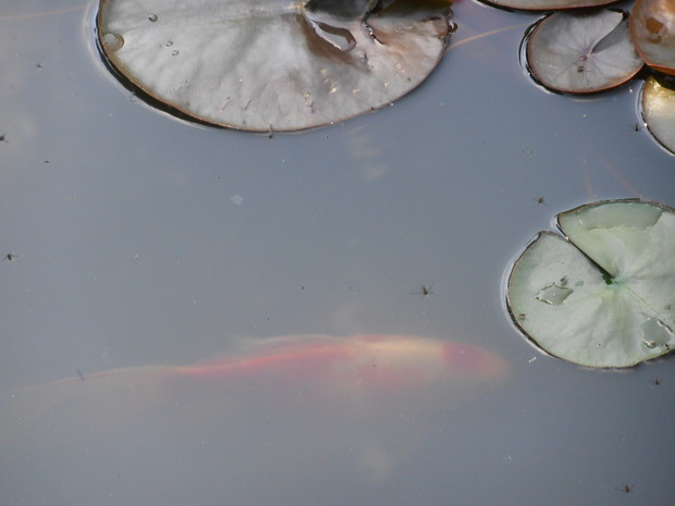 w oczku zadomowiły się karasie