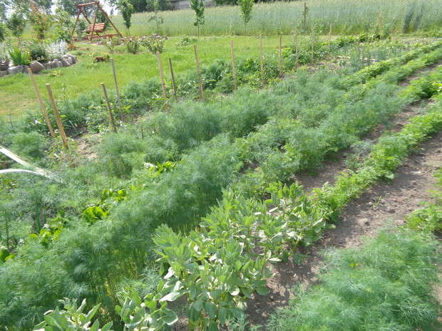 W warzywniaku na wiosnę