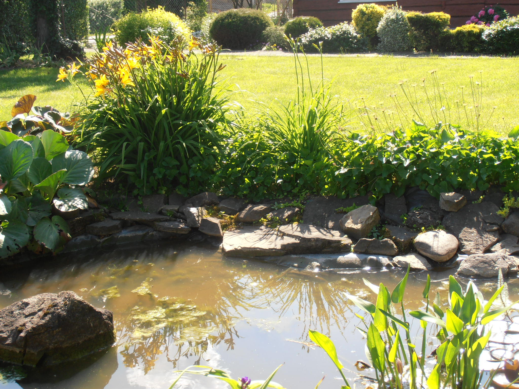 Widok oczka ze strony wschodniej ogrodu