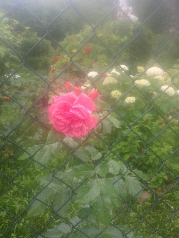 Widok ogrodu przez siatke.