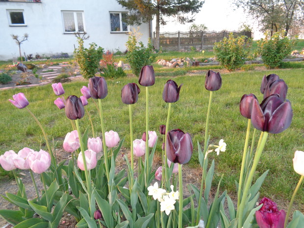 Wielobarwne tulipany