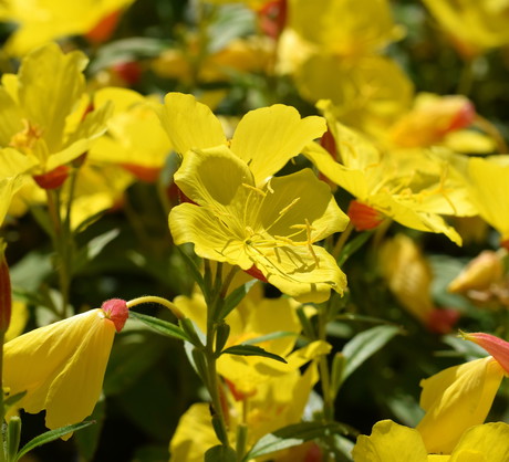 Wiesiołek dwuletni Oenothera Biennis (zdj.: Fotolia.com)