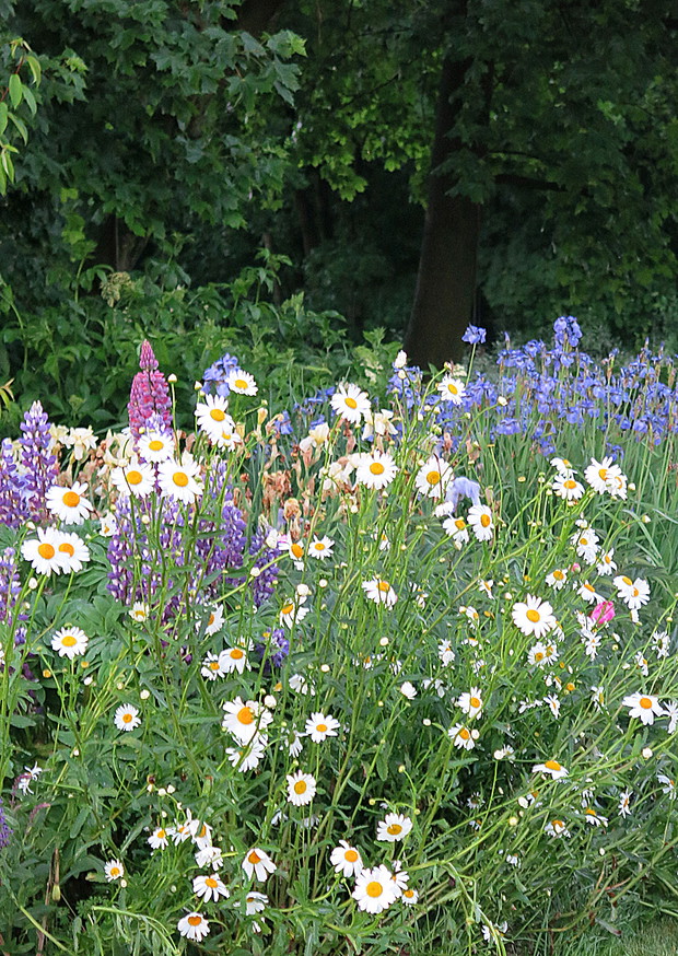 Wiosennie, lekko z pamięcią o babci..taka oto rabata zagościła w naszym pejzażu ogrodowym, tuz pod dojrzałymi klonami, w lekkim ocienieniu z rozmarzeniem i wspomnieniami o sielskości ogrodów z dzieciństwa. Uwielbiamy!