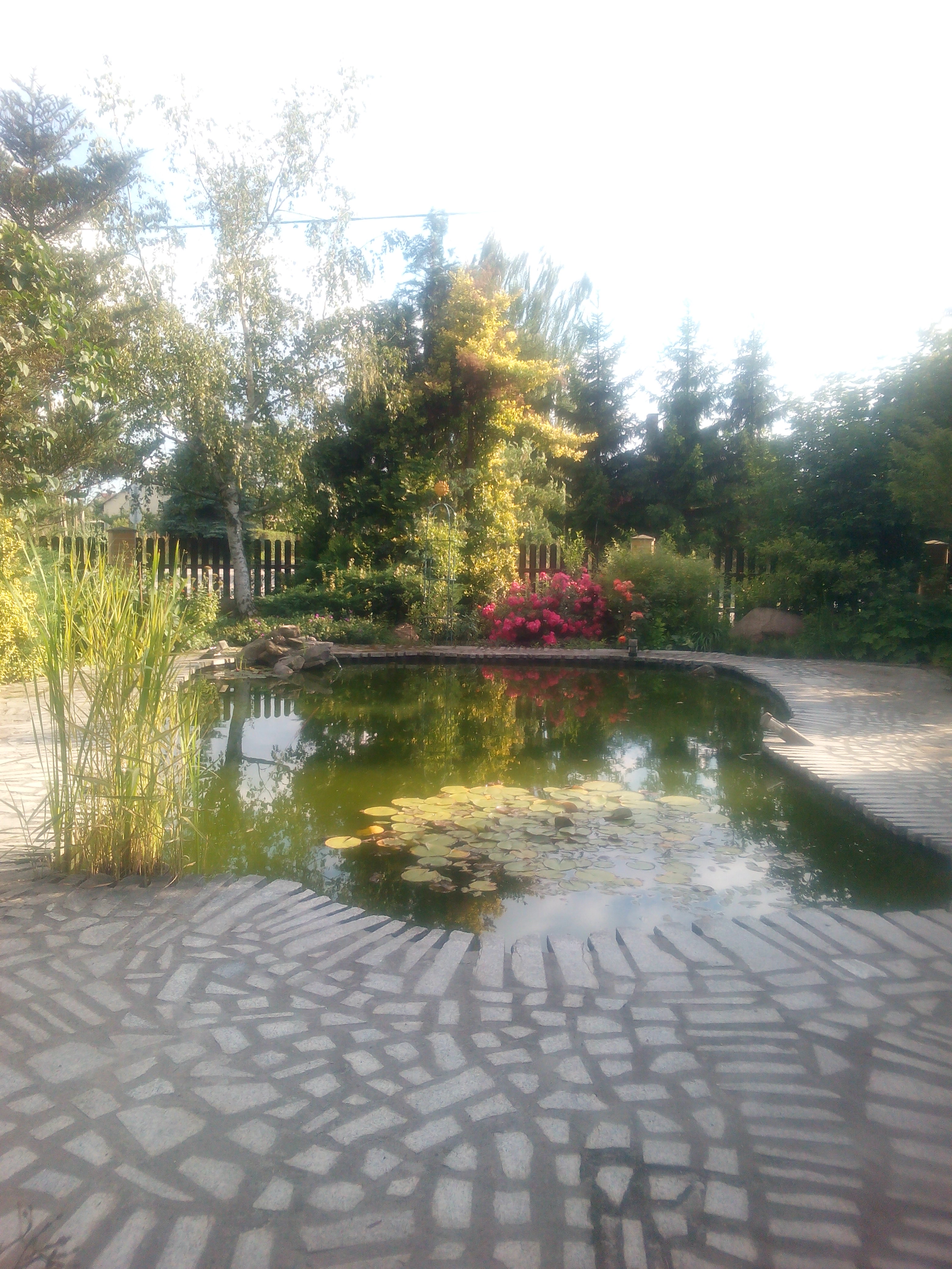 Woda, lilie wodne i kolorowe karpie...