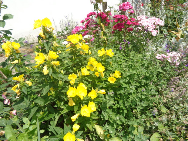 Wspaniały wiesiołek