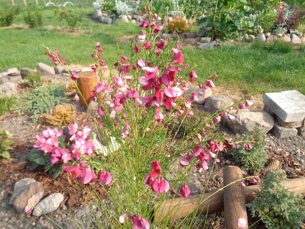 Wspaniały żarnowiec