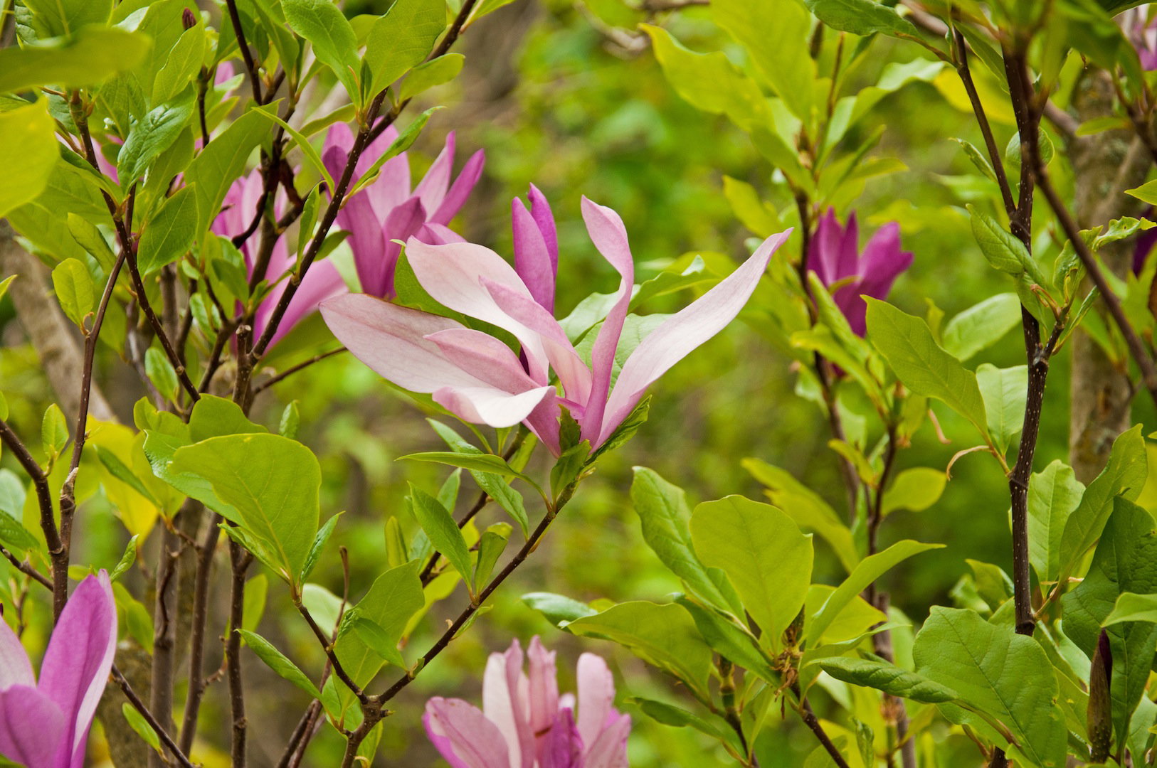 Wyjątkowe kwiaty magnolii (zdj.: Fotolia.com)