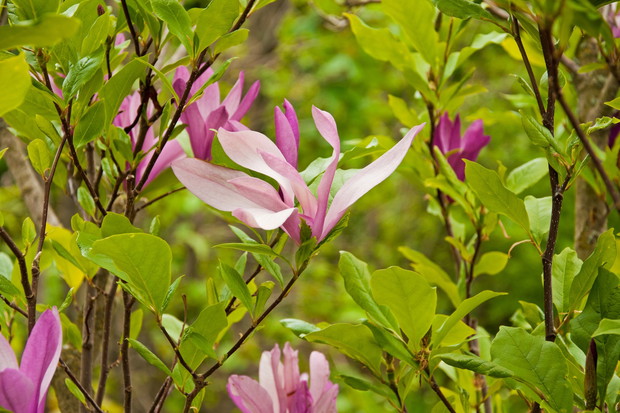 Wyjątkowe kwiaty magnolii (zdj.: Fotolia.com)