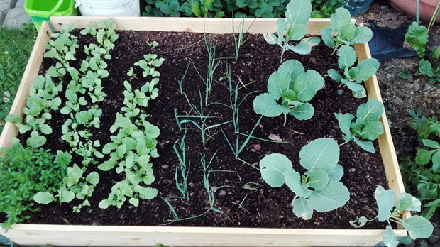 Wzniesiona rabata z warzywami.