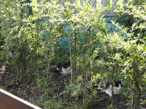 Zamaskowane kocie rodzeństwo skrada się kolejno do miseczek...