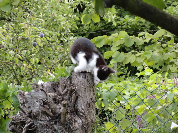 Zawsze spadam na 4 łapy!
