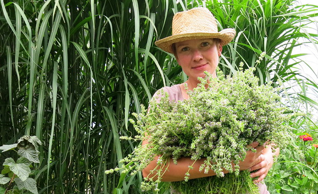 Zbiór macierzanki piaskowej..jak widać udany wielce. Jeszcze połowa poletka i zaczniemy odliczać czas do kolejnego strzyżenia.