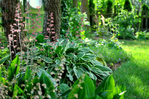 Zieleń pod modrzewiami