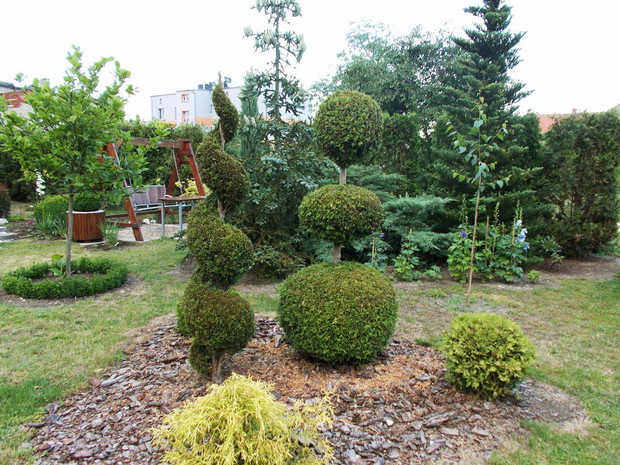 Żywotnik zachodni 'Smaragd', który został przycięty na kształt spirali oraz trzech kuli o różnej wielkości. 