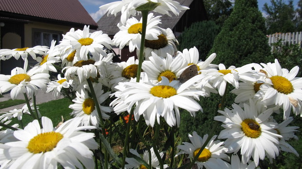 A tu stokrotka w wersji maxxxxi, czyli złocień :)