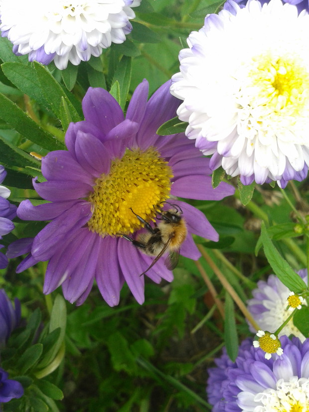 Astry przyciagaja pszczoly.