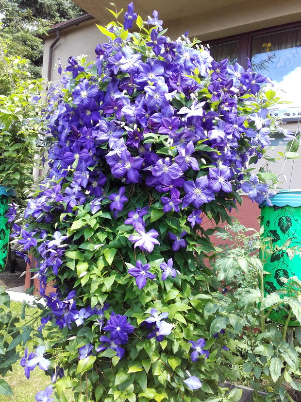 bardzo stary klematis ale kwitnie obficie i cieszy oko