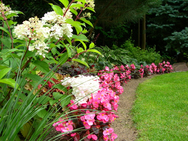 begonie drobnokwiatowe obrzeżem rabaty