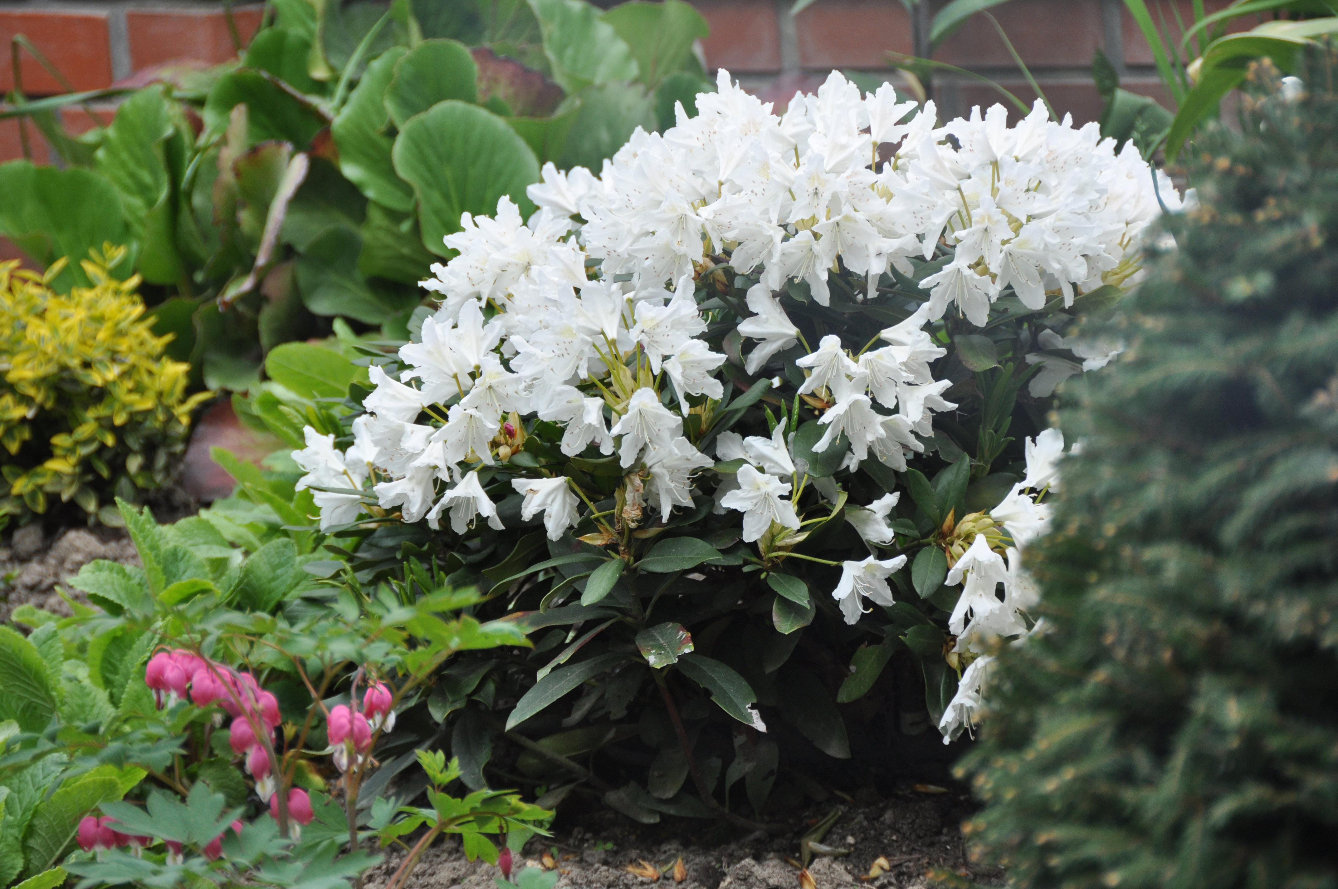 Biała "piękność"