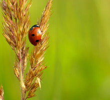 Biedronka Siedmiokropka Coccinella Septempunctata L. (zdj.: Fotolia.com)