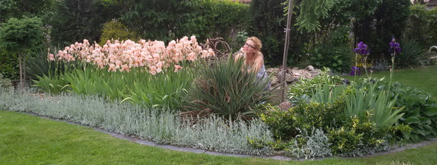 Bujnie kwitnące irysy - kosaćce doskonale rozjaśniają ogród.