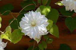 Clematis Maria-Curie Skłodowska
